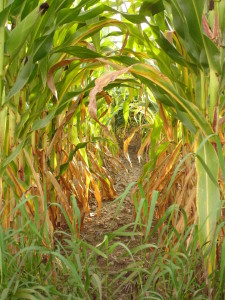 Cheshire Corn Field RD