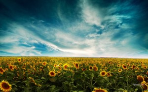 sunflowers-15-1024x640